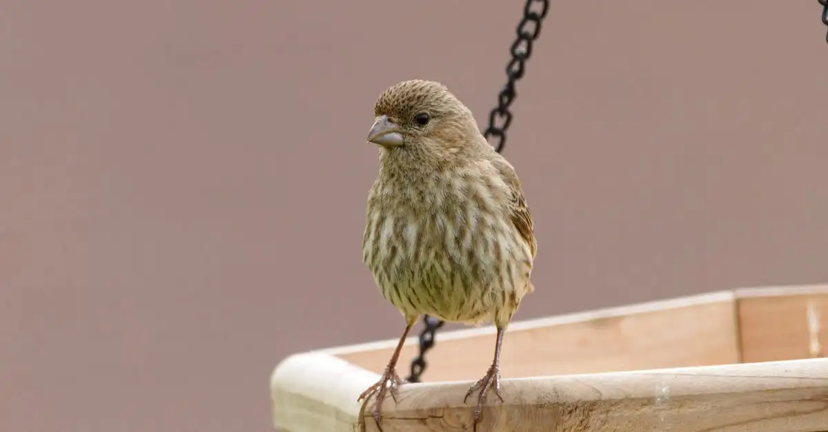 Vogel tuindecoratie kopen voor een levendige tuin