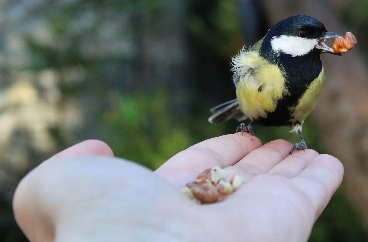 Zink tuindecoratie kopen voor een unieke tuin